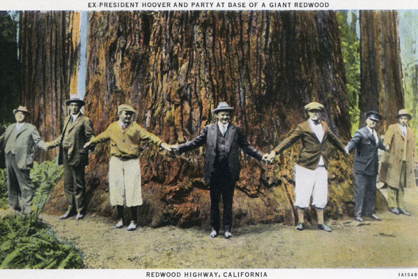 President Hoover and a group holding hands surrounding a redwood tree