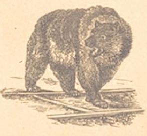 "California Grizzly Bear on railroad tracks"