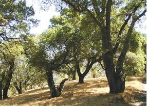 Image of California oak woodlands