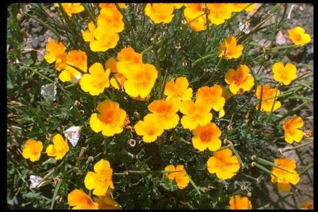 An image of the California Poppy