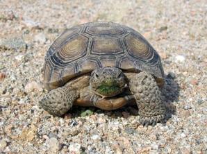 The California Desert Tortoise