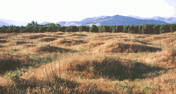 An image of San Joaquin Soil