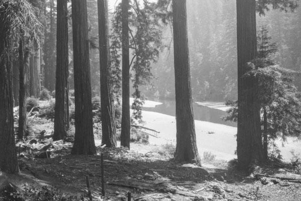 Eel river through the trees - black and white
