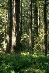 An image of redwood trees