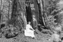black and white image of a couple seated under a redwood tree